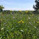 Bodensee-Blütenträume Wildblumenzauber Wildblumenmischung Samen