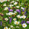 Bodensee-Blütenträume Wildblumenzauber Wildblumenmischung Samen