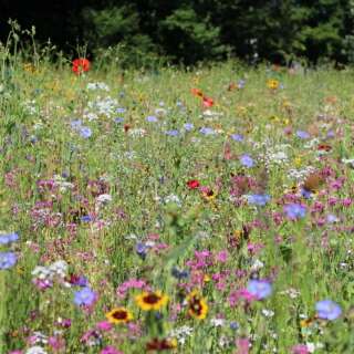 Bodensee-Blütenträume Bienensommer Blumenmischung Samen