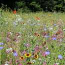 Bodensee-Blütenträume Bienensommer Blumenmischung Samen