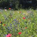 Bodensee-Blütenträume Bienensommer Blumenmischung Samen