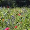 Bodensee-Blütenträume Bienensommer Blumenmischung Samen