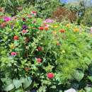 Bodensee-Blütenträume Bauerngarten Blumenmischung Samen