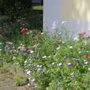 Bodensee-Blütenträume Bauerngarten Blumenmischung Samen