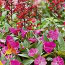 Bodensee-Blütenträume Schattenpracht Blumenmischung Samen