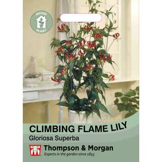 Tropenlilie, Ruhmeskrone (Zimmerpflanze) - Gloriosa superba - Samen