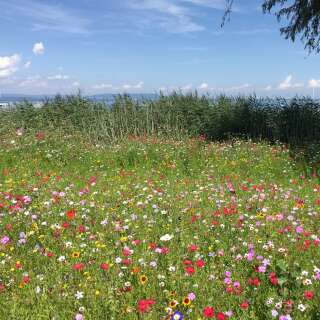 Bodensee-Blütenträume Augenweide Blumenmischung...