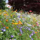 Bodensee-Blütenträume Augenweide Blumenmischung Samen