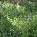 Bodensee-Blütenträume Augenweide Blumenmischung Samen