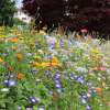 Bodensee-Blütenträume Augenweide Blumenmischung Samen