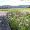 Bodensee-Blütenträume Augenweide Blumenmischung Samen