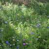 Bodensee-Blütenträume Augenweide Blumenmischung Samen