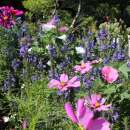 Bodensee-Blütenträume Zartes Pastell Blumenmischung Samen