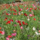 Bodensee-Blütenträume Mohnwiese Blumenmischung Samen