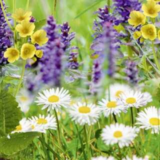 Bodensee-Blütenträume Raseblüemli Wildblumenmischung Samen