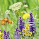 Bodensee-Blütenträume Raseblüemli Wildblumenmischung Samen