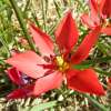 Wildtulpe Linifolia - Tulipa - 10 Zwiebeln