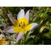 Wildtulpe Saxatilis - Tulipa - 10 Zwiebeln