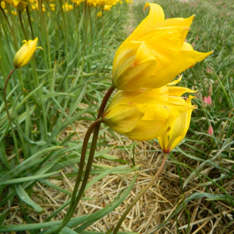 Wildtulpe Sylvestris - Tulipa - 10 Zwiebeln