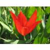 Wildtulpe praestans Zwanenburg - Tulipa - 10 Zwiebeln
