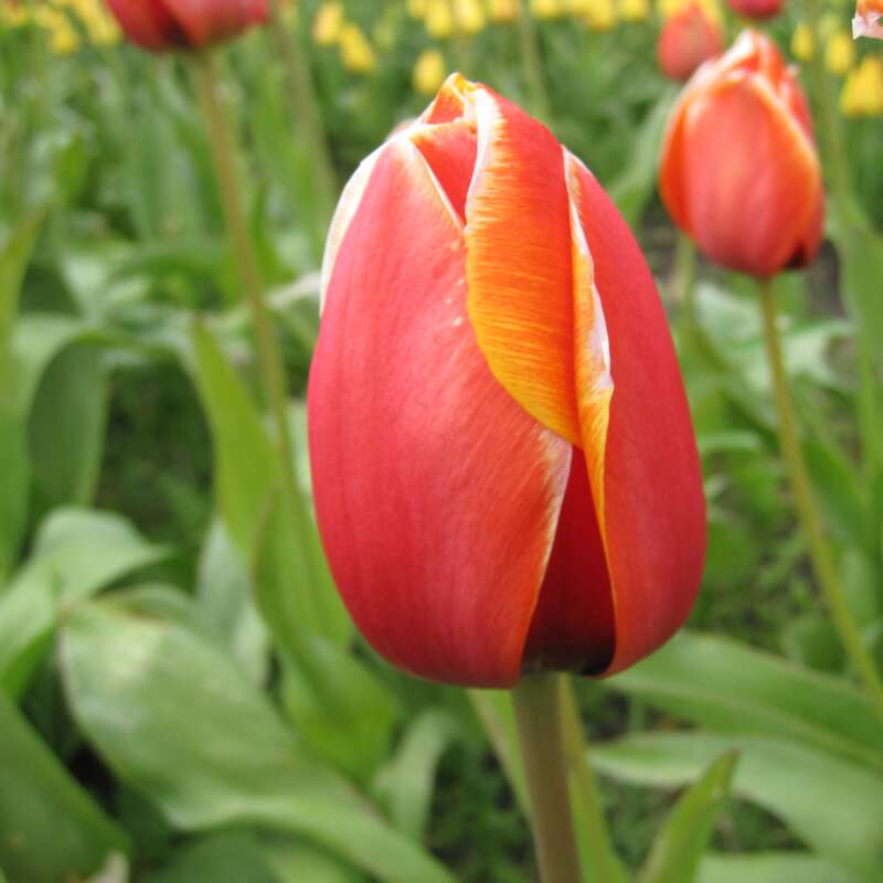 Darwin-Hybrid-Tulpe Dafeng - Tulipa - 10 Zwiebeln