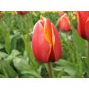 Darwin-Hybrid-Tulpe Dafeng - Tulipa - 10 Zwiebeln