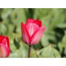 Darwin-Hybrid-Tulpe Van Eijk - Tulipa - 10 Zwiebeln