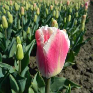 Crispa-Tulpe Siesta - Tulipa - 10 Zwiebeln
