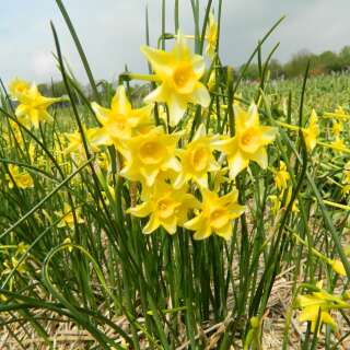 Tazetta Narzissen New Baby - Narcissus - 10 Zwiebeln
