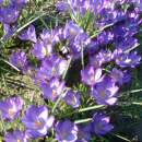 Krokus Ruby Giant - Crocus tommassinianus - 10 Knollen