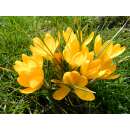 Krokus Golden Yellow - Crocus flavus - 10 Knollen