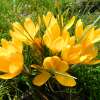 Krokus Golden Yellow - Crocus flavus - 10 Knollen