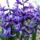 Hyazinthen Blue Pearl - Hyacinthus - 3 Knollen