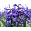 Hyazinthen Blue Pearl - Hyacinthus - 3 Knollen