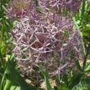 Sternkugellauch Christophii - Allium - 3 Zwiebeln