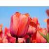 Darwin-Hybrid-Tulpe Apricot Impression - Tulipa - 10 Zwiebeln