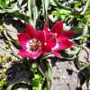 Wildtulpe Tiny Timo - Tulipa - 10 Zwiebeln