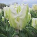 Papagei-Tulpe White Rebel - Tulipa - 10 Zwiebeln