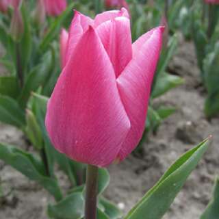 Frühe, einfache Tulpe Chrismas Dream - Tulipa 10 Zwiebeln