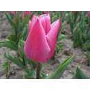 Frühe, einfache Tulpe Chrismas Dream - Tulipa 10...