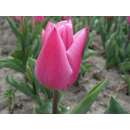 Frühe. einfache Tulpe Chrismas Dream - Tulipa 10 Zwiebeln