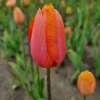Späte, einfache Tulpe Dordogne - Tulipa 10 Zwiebeln