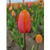 Späte, einfache Tulpe Dordogne - Tulipa 10 Zwiebeln