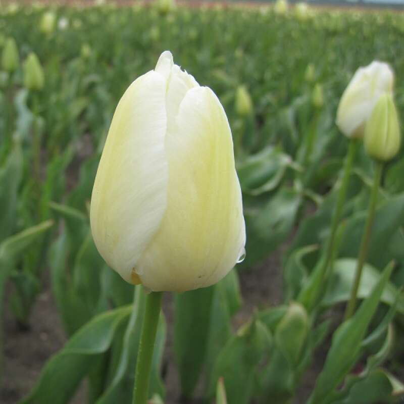 Späte, einfache Tulpe Maureen - Tulipa 10 Zwiebeln