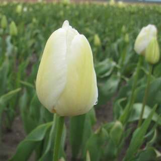 Späte, einfache Tulpe Maureen - Tulipa 10 Zwiebeln