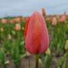 Späte, einfache Tulpe Menton - Tulipa 10 Zwiebeln