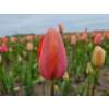 Späte, einfache Tulpe Menton - Tulipa 10 Zwiebeln