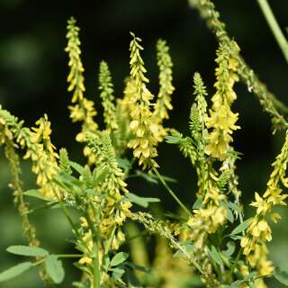 Gelber Steinklee - Melilotus officinalis - BIOSAMEN