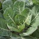 Grünkohl Caulet Champion - Brassica oleracea - BIOSAMEN