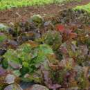Lattich, Römersalat Chicon de Vendée - Lactuca sativa - BIOSAMEN